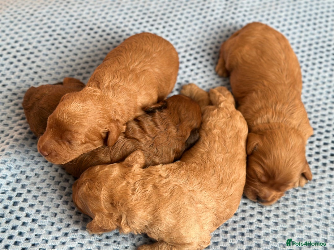 Cavapoo dogs for sale: Beautiful & Healthy Cavapoo Puppies   - Image 17