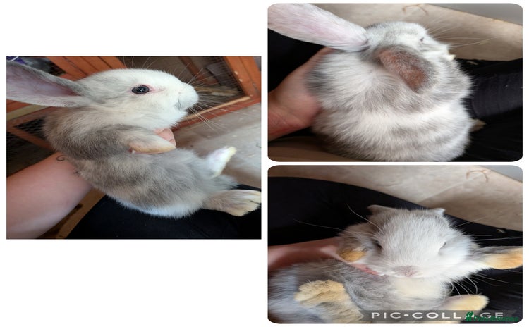 Mini Lop rabbits - Advert 1