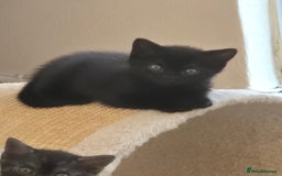 British Shorthair cats for sale: British short-hair x - Image 4