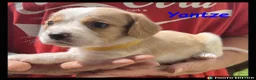 Beaglier dogs for sale: Beautiful Beaglier Bundles 🌸 - Advert 36