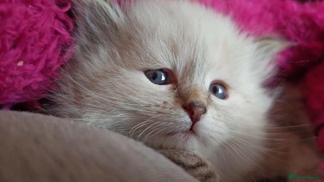 Siberian cats for sale: GCCF +TICA parents - Image 12