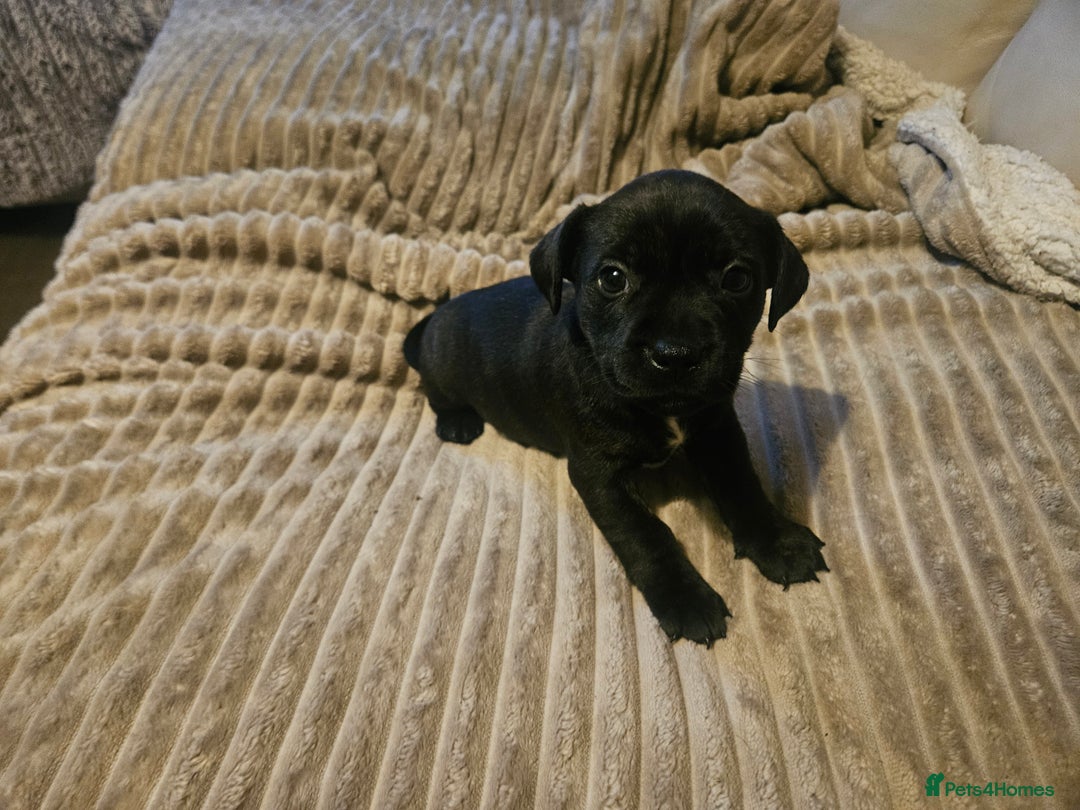 Mixed Breed dogs for sale: Staffy cross jacksui - Advert 23