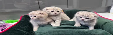 Scottish Fold 1