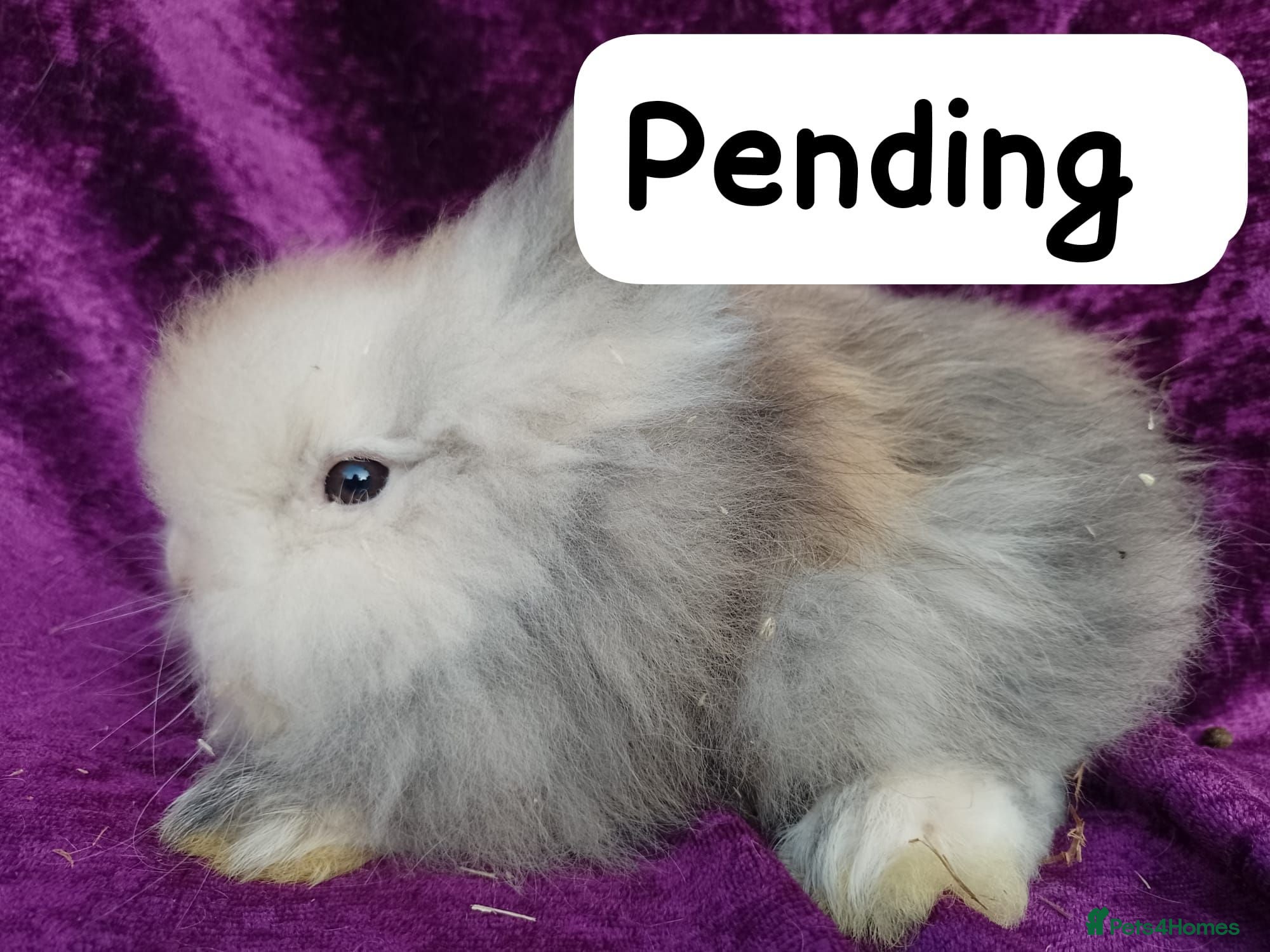Mini Lion Lop rabbits Mini lion head lop  - Advert 1