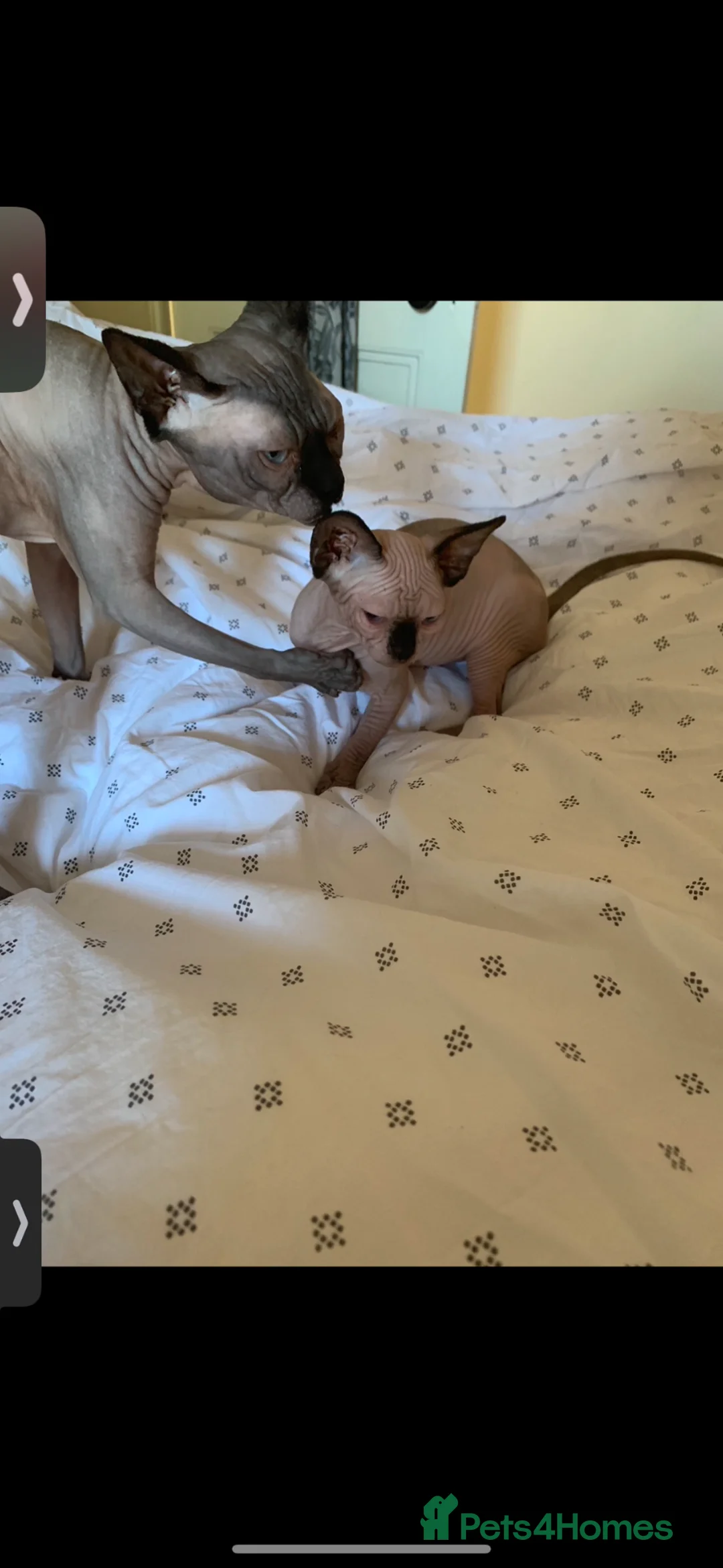 Sphynx cats for sale: Sphynx  - Advert 1