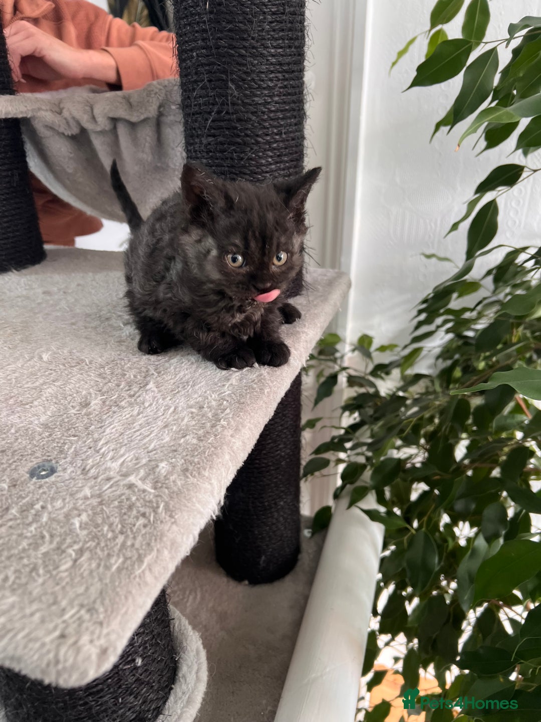 Selkirk Rex cats for sale: Selkirk rex kittens 😻 - Image 19