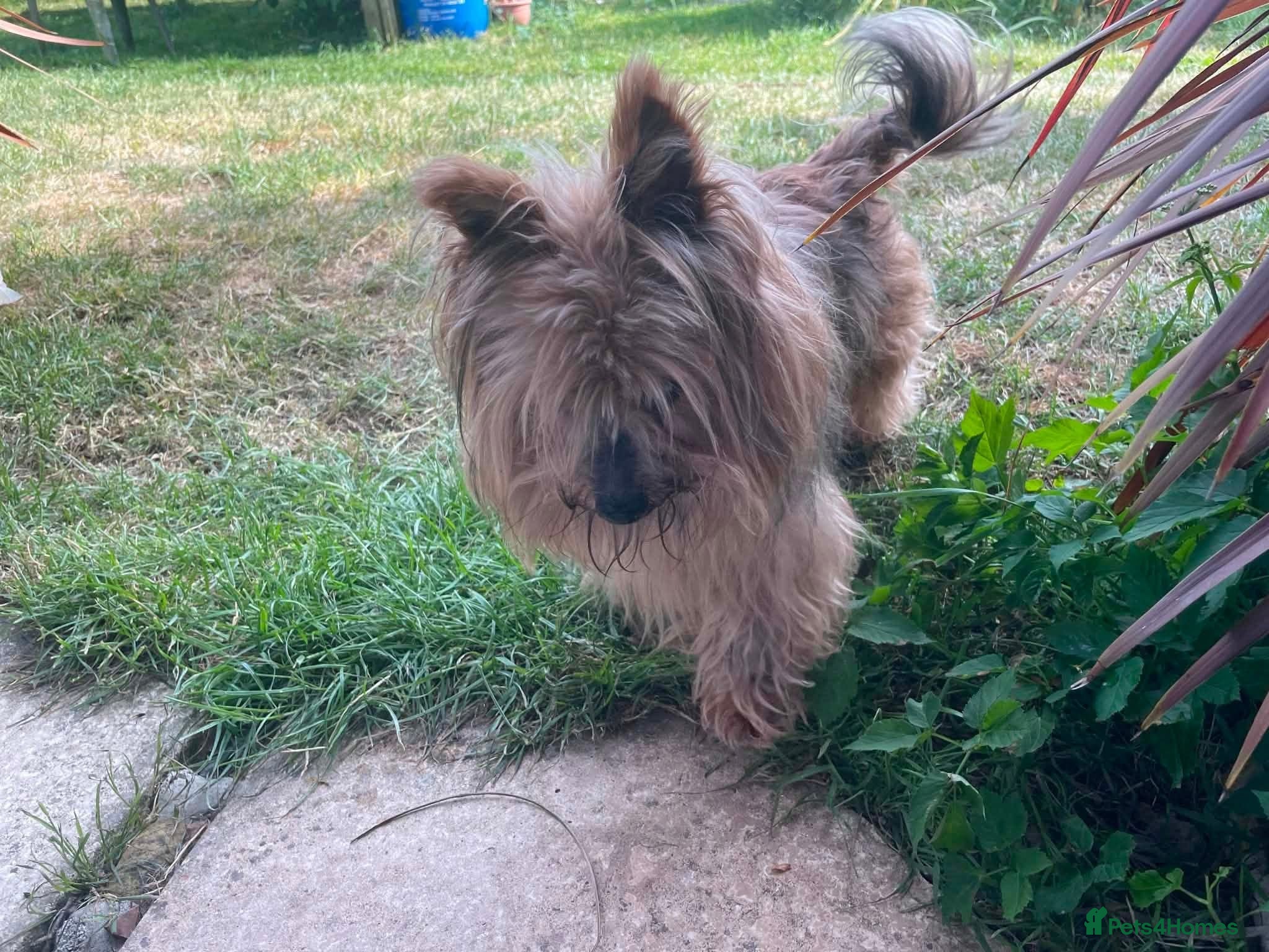 Mixed Breed dogs for adoption: Brantis -Hingham Norfolk  in Norwich - Advert 6