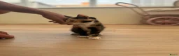 Domestic Shorthair cats for sale: Last kitten left of the litter  - Advert 5