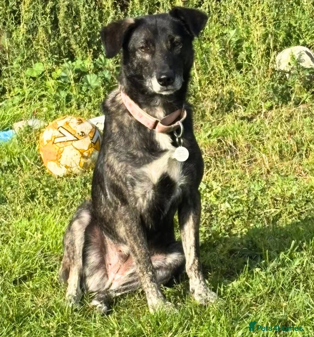 Mixed Breed dogs for adoption: Beauty - Advert 4