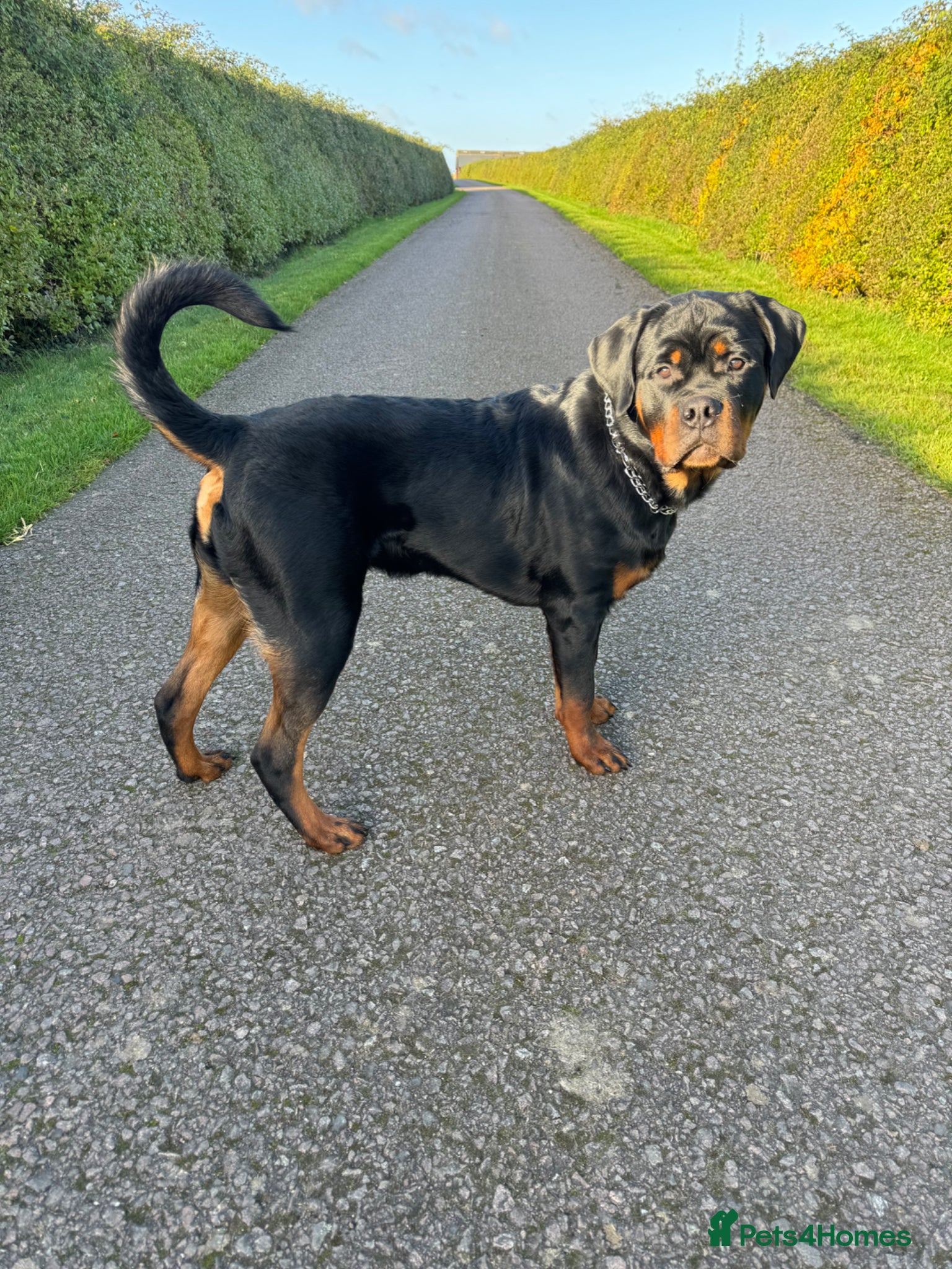 Rottweiler dogs for stud: Rottweiler for stud  - Advert 5