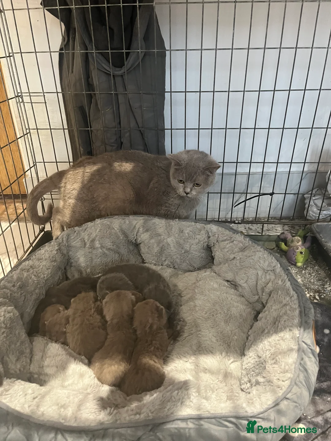 British Shorthair cats for sale: British Shorthair kittens 🐈‍⬛ - Advert 9