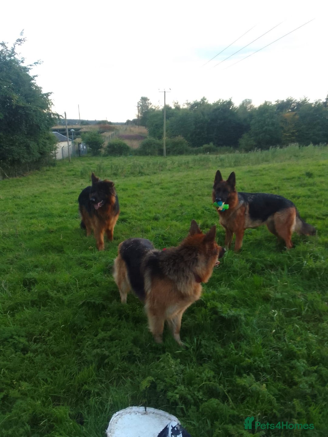 German Shepherd dogs for sale: German shepherd pups for sale  - Image 12