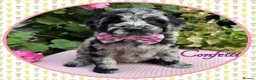 Labradoodle dogs for sale: 💐CAN STAY FOR HOLIDAYS💐RARE OPPORTUNITY💐 - Advert 24