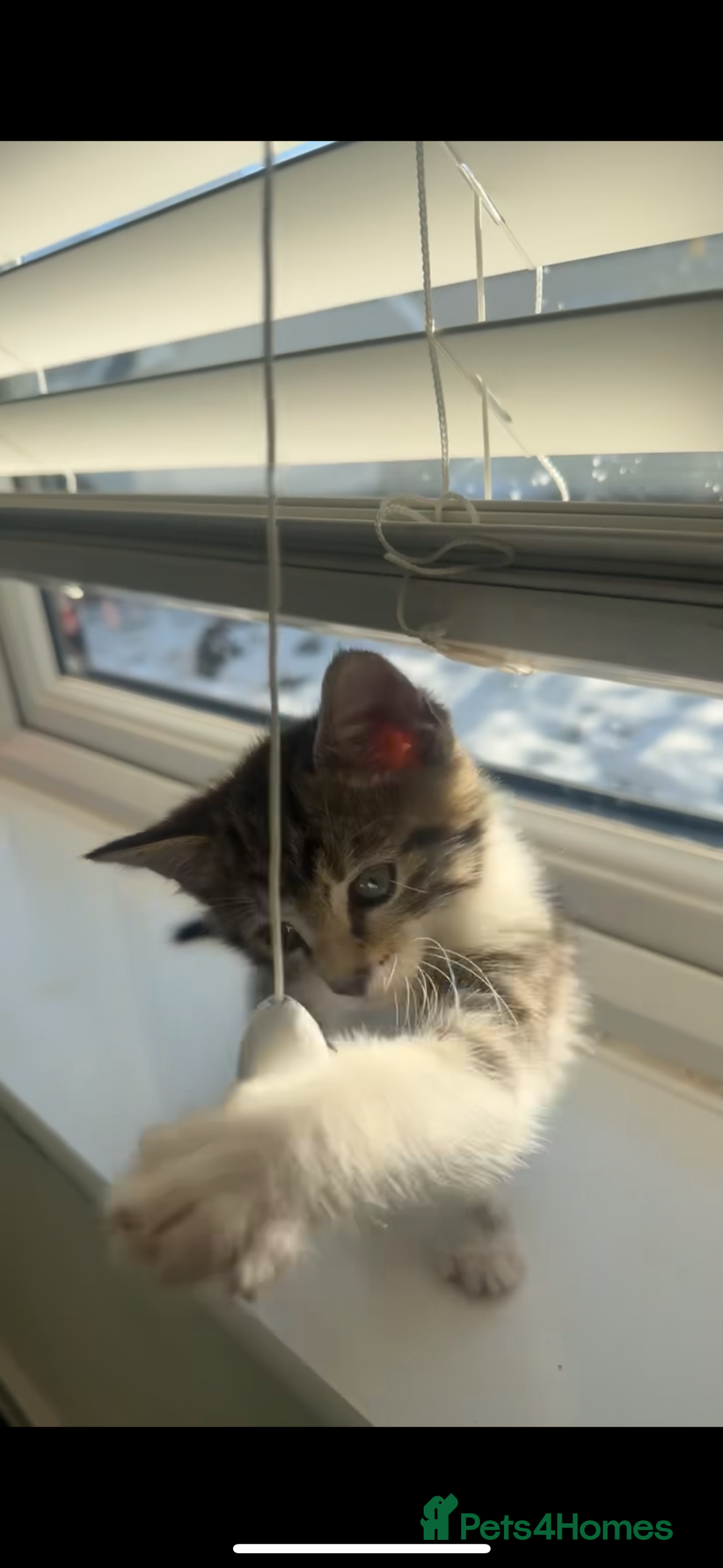 Mixed Breed cats for sale: fluff ball in search for his forever home! - Advert 3