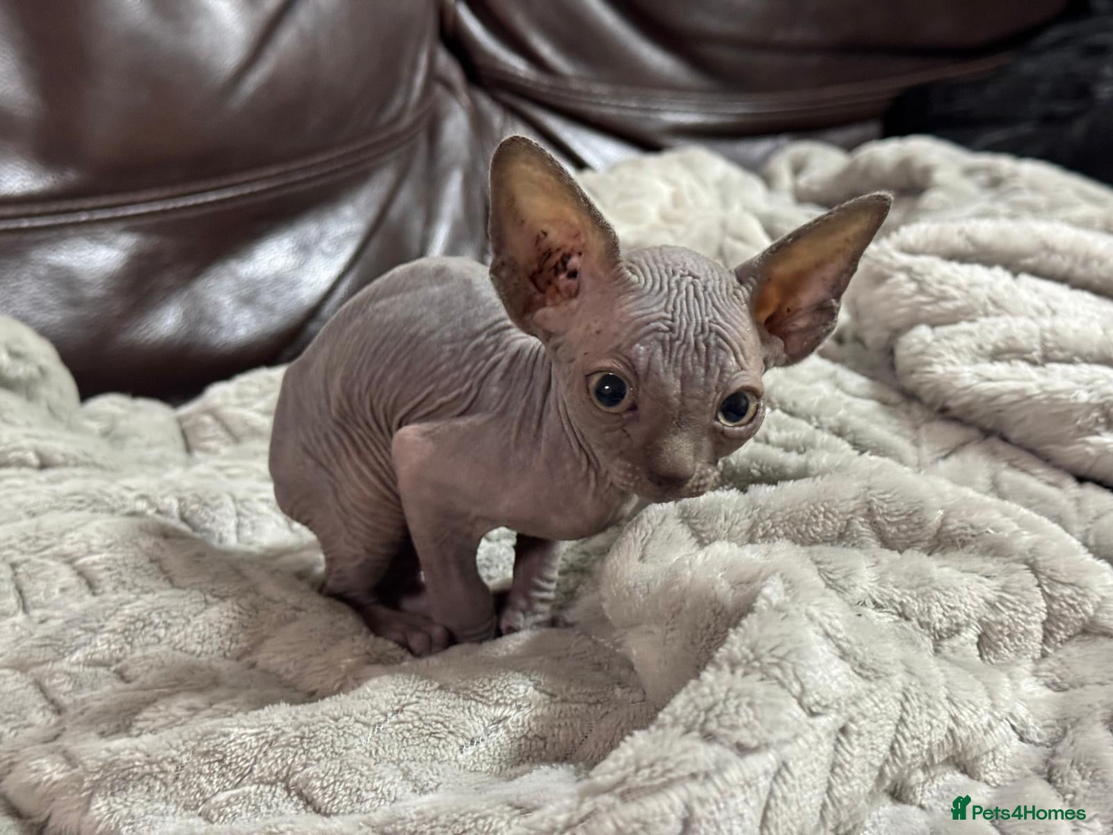 Sphynx cats Beautiful sphinx babies - Advert 4
