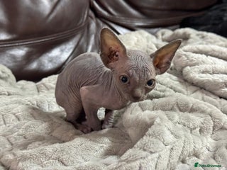 Sphynx cats for sale: Beautiful sphinx babies - Advert 1