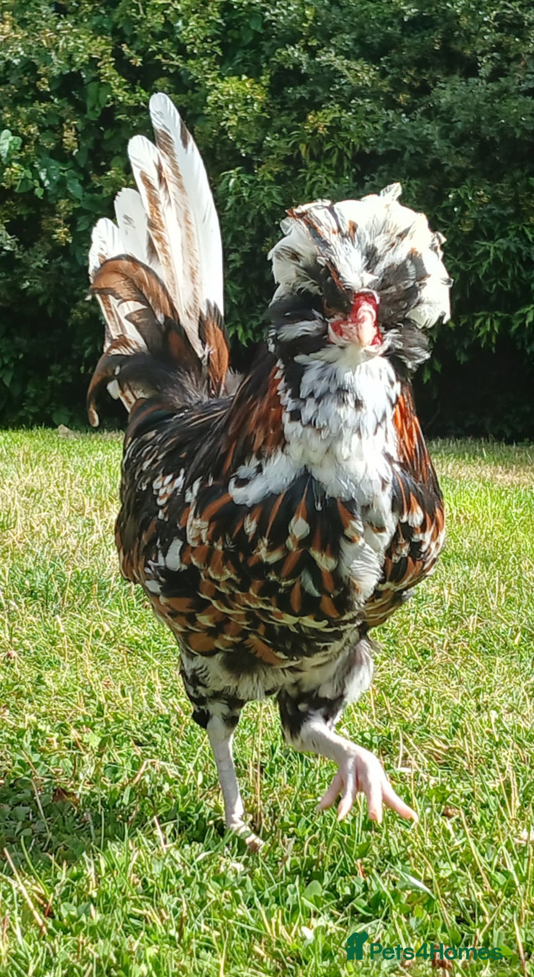 Chickens poultry for sale: Purebred Polish Tolbunt pairs - Image 8