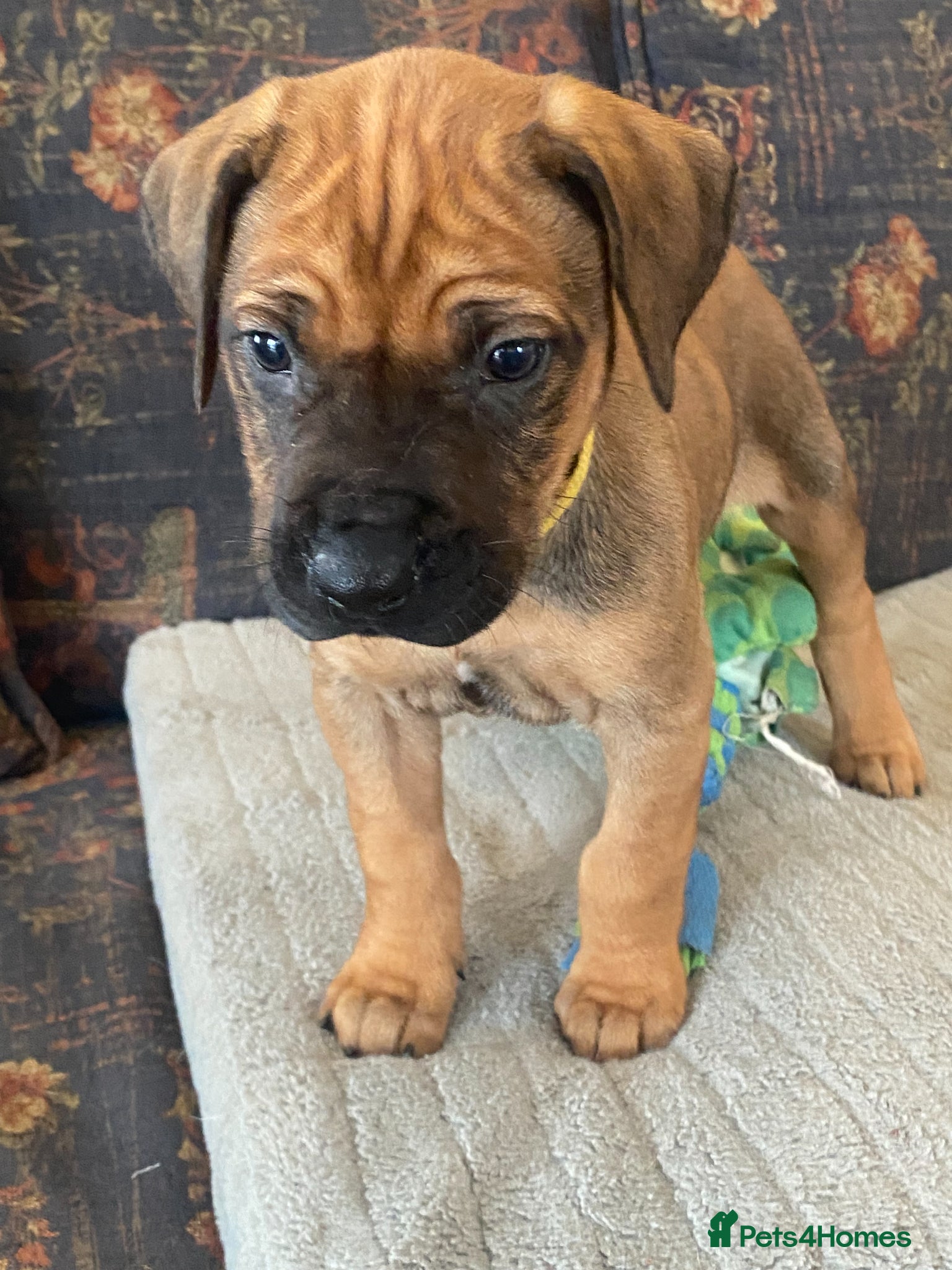 Rhodesian Ridgeback dogs KC reg Ridgeback puppies - Advert 1