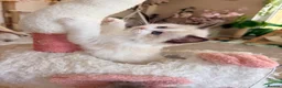 Ragdoll cats for sale: Stunning Champion bloodline TICA Ragdoll kittens - Advert 2