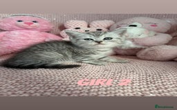 British Shorthair cats for sale: *stunning* silver tabby British short haired  - Image 7