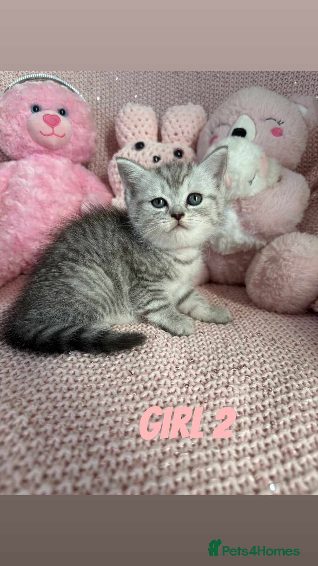 British Shorthair cats for sale: *stunning* silver tabby British short haired  - Image 7