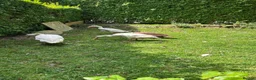 Ducks poultry for sale: Indian runner duck/female  - Advert 4