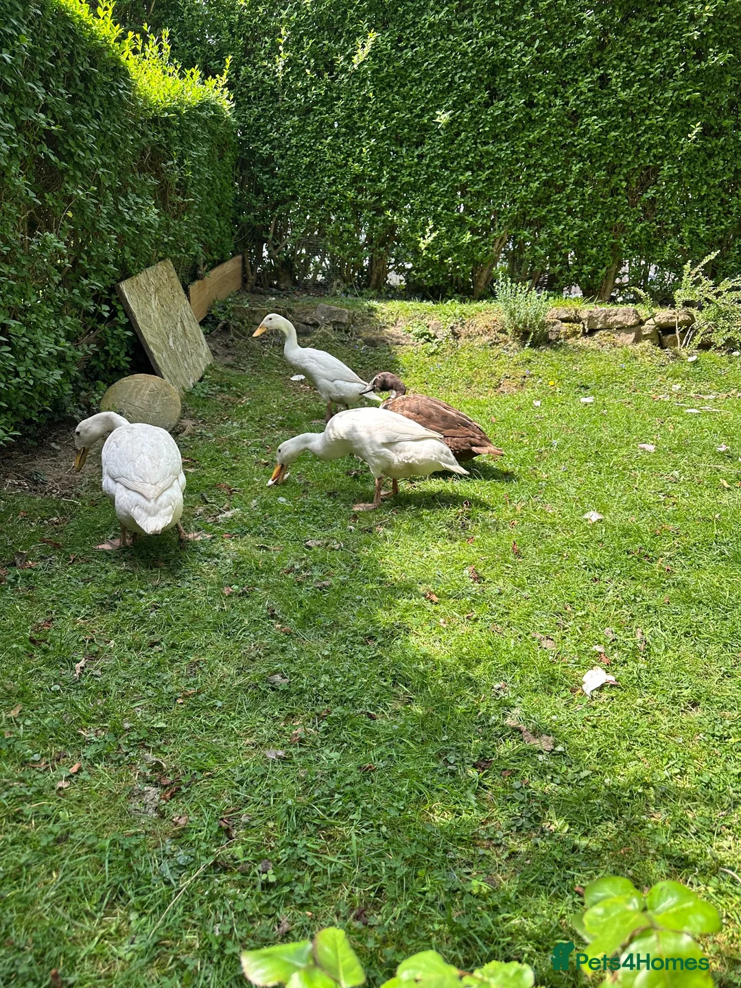 Ducks poultry for sale: Indian runner duck/female  - Advert 4