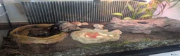 Crabs invertebrates for sale: Land Hermit crab  in Grantham - Advert 4