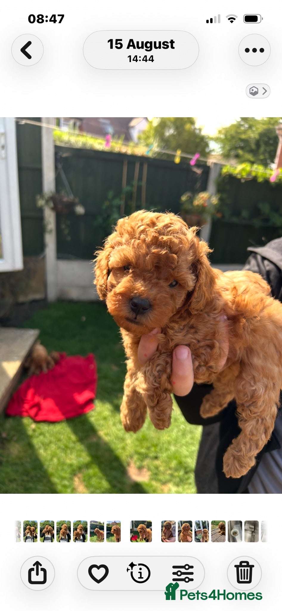 Toy Poodle dogs Red Toy Poodles - Advert 1