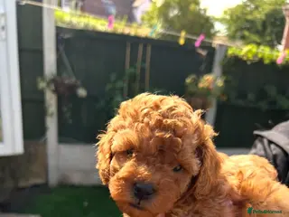Toy Poodle dogs Red Toy Poodles - Advert 1