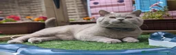 British Shorthair cats for sale: BEAUTIFUL PEDIGREE HEALTH TESTED BSH KITTENS  - Advert 7