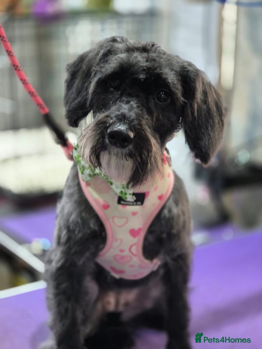 Schnoodle dogs for sale: Daisy is a 2 year old snoodle  - Image 2