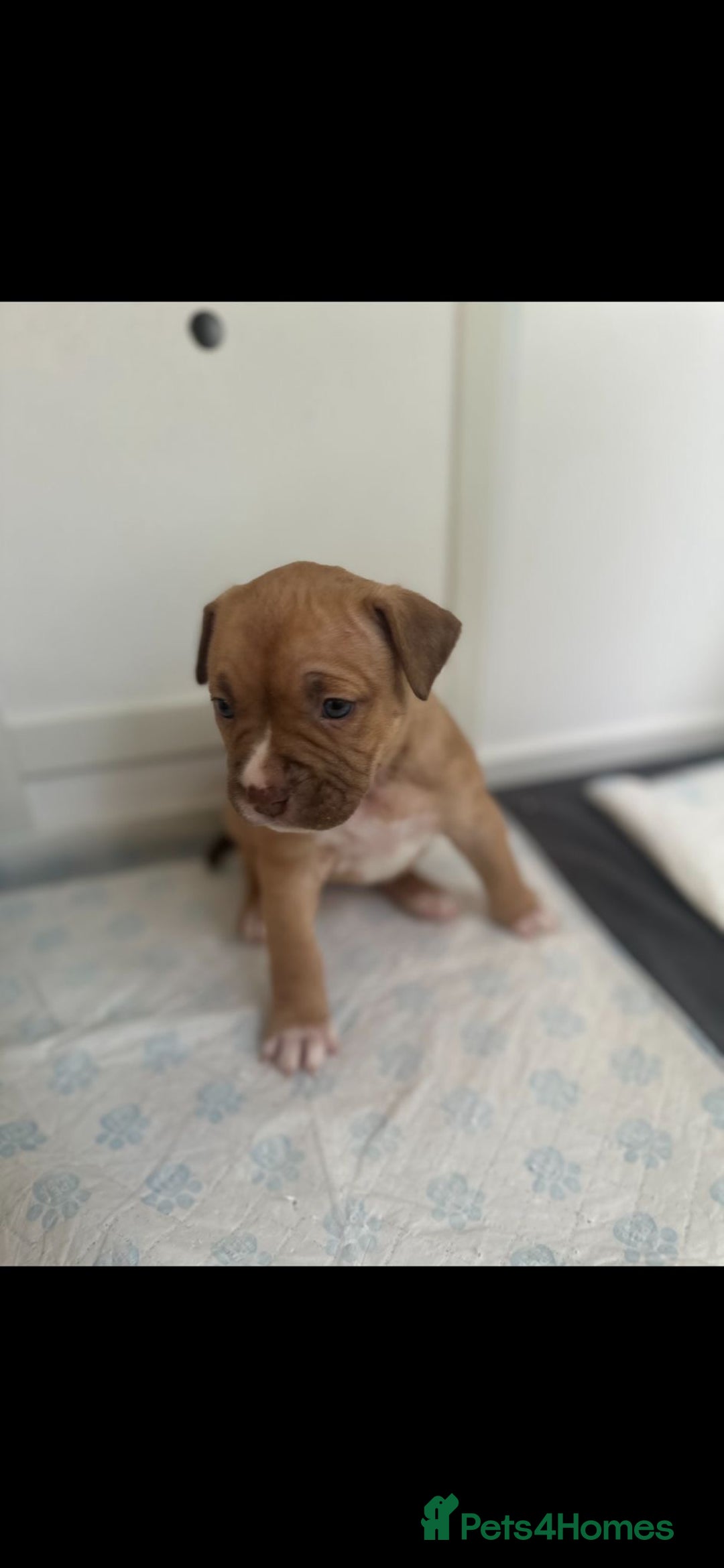 American Bully dogs for sale: Puppies American pocket bully - Image 2