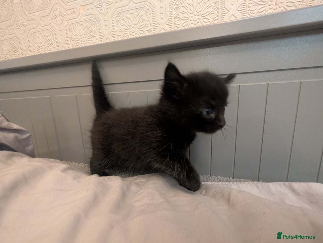 Mixed Breed cats for sale: Jet Black Tabby Kittens & Stunning Tortie Girl  - Advert 9