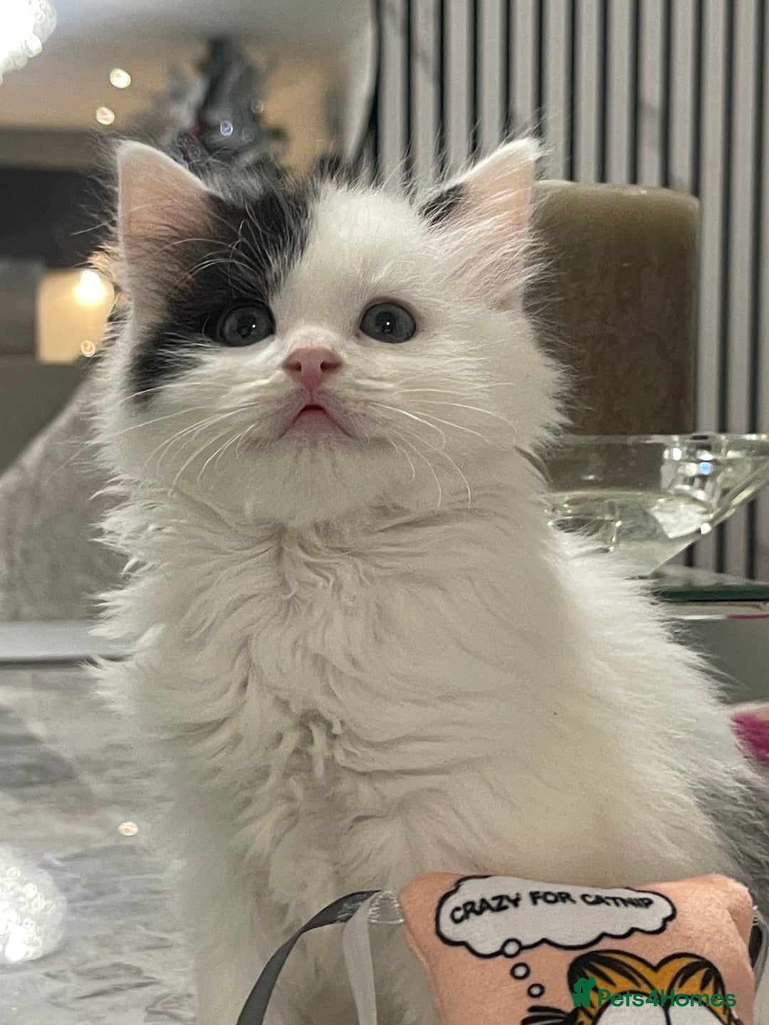 Mixed Breed cats for sale: Kittens available 8 weeks old  - Advert 7