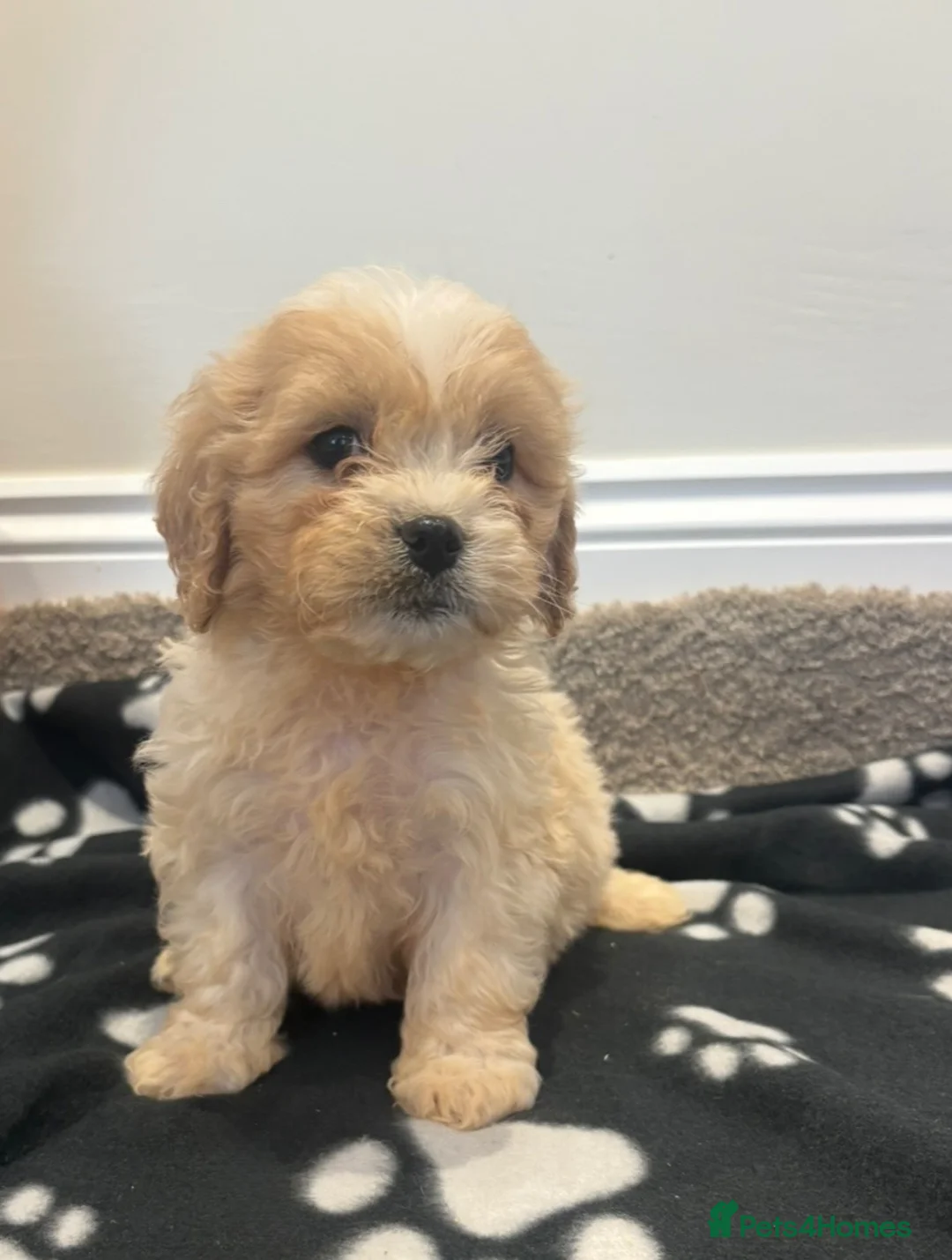 Cavapoo dogs for sale: Extensively health tested Cavapoo puppy’s  - Advert 2