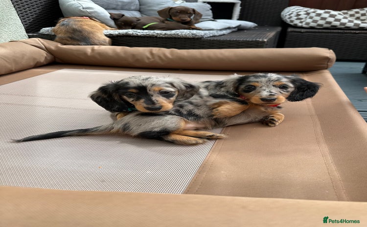 Dachshund dogs - Advert 10
