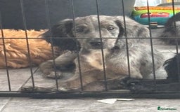 Cocker Spaniel dogs for sale: only 1 male left ,1 merle girl  in Gravesend - Image 22