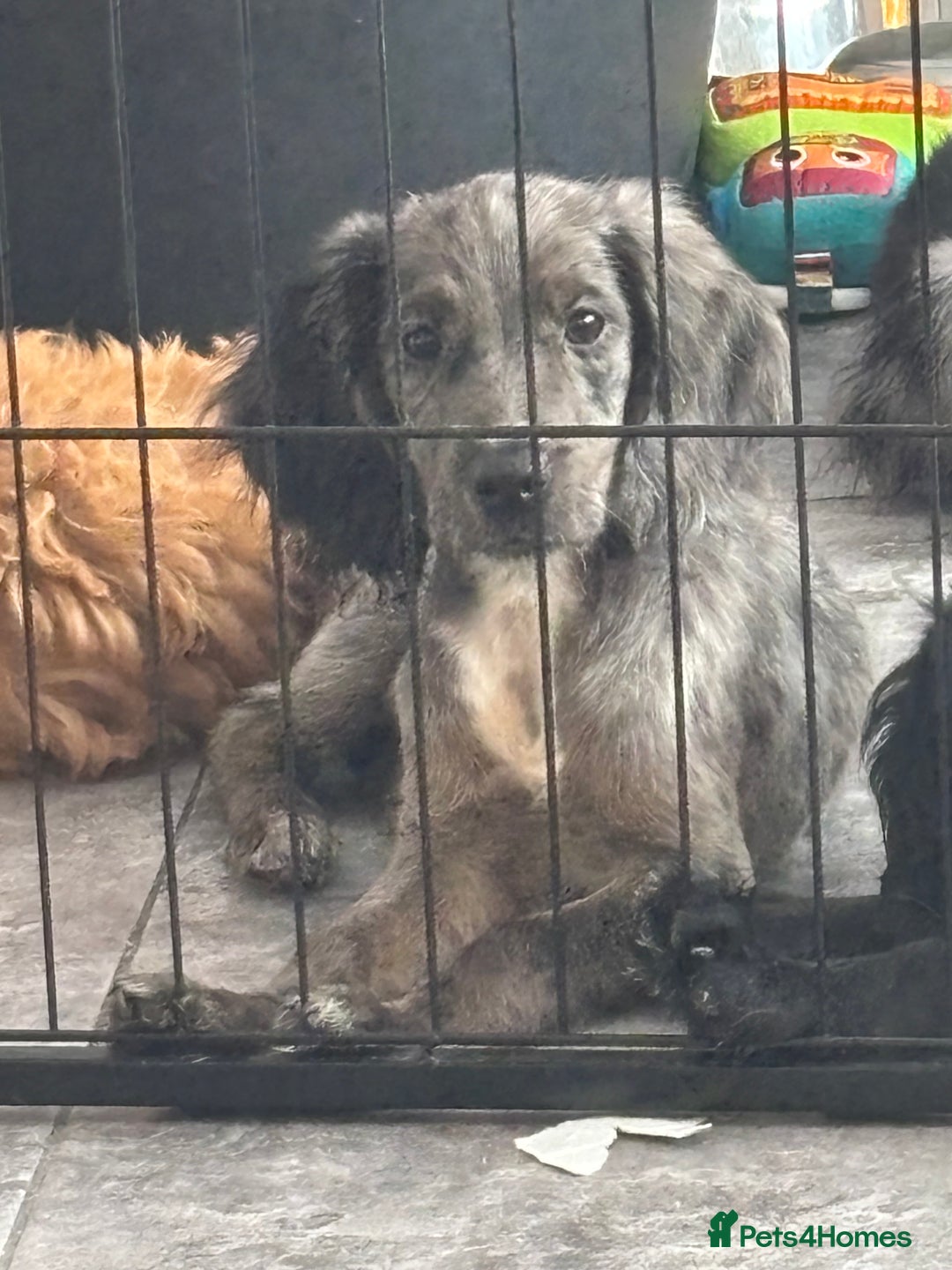 Cocker Spaniel dogs for sale: only 1 male left ,1 merle girl  in Gravesend - Image 22