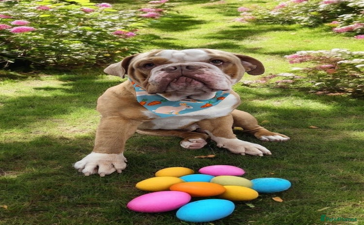 English Bulldog dogs - Advert 2