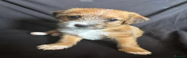 Mixed Breed 2