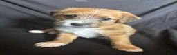 Mixed Breed dogs for sale: Puppies shitzu/bichon jRussell Yorkshire terrier - Advert 10