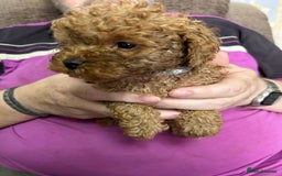 Toy Poodle dogs for sale: Red toy poodle - Image 9
