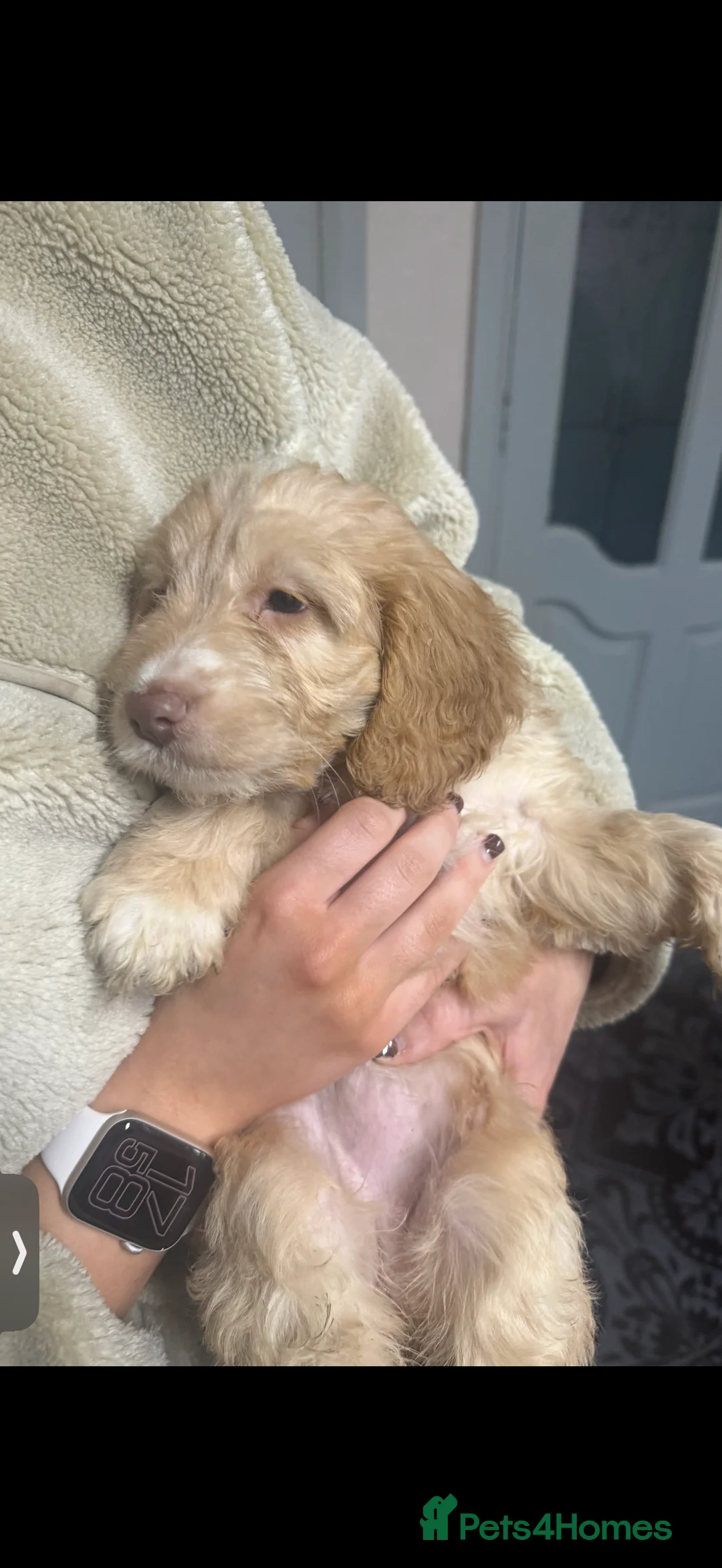 Cockapoo dogs for sale: Golden Cokerpoo - Advert 2