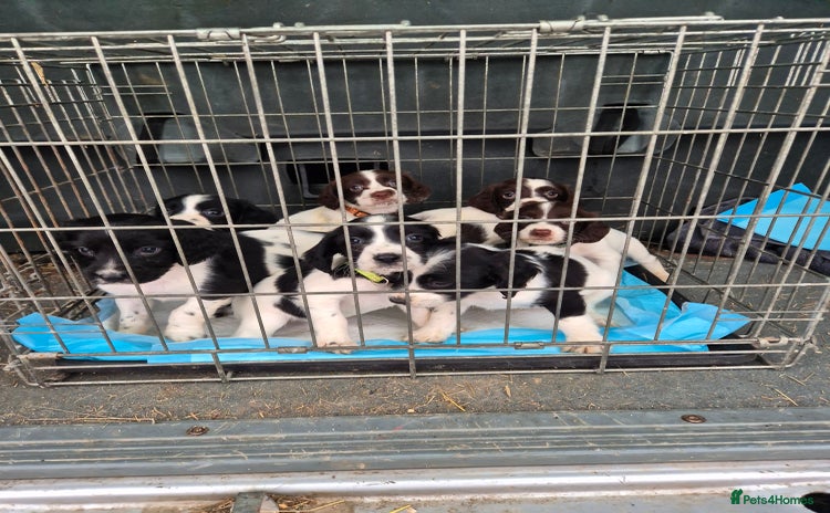 English Springer Spaniel dogs - Advert 5