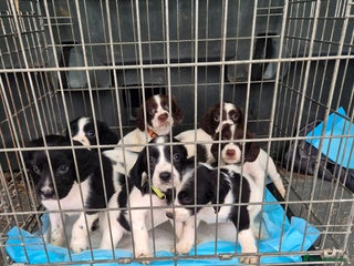 English Springer Spaniel dogs English Springer Spaniel Pups - Advert 5