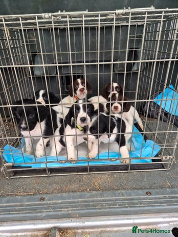 English Springer Spaniel dogs - Advert 5