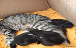 Bengal cats for sale: 3 male cross bengals - Image 8
