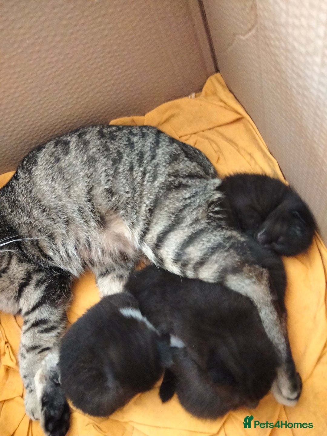 Bengal cats for sale: 3 male cross bengals - Image 8