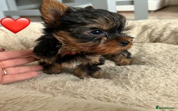 Yorkshire Terrier dogs for sale: Yorkshire Terrier Puppy 1 - 1 boy KCRegistered tiny Yorkshire Terrier puppies - Image 7